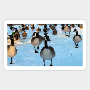 Canada Geese Flock and Mallard Ducks In The Snow Sticker